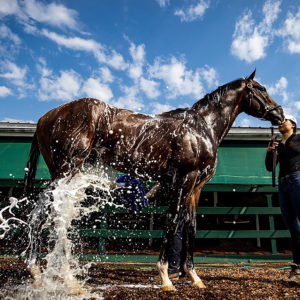 Horse War of Will getting a wash