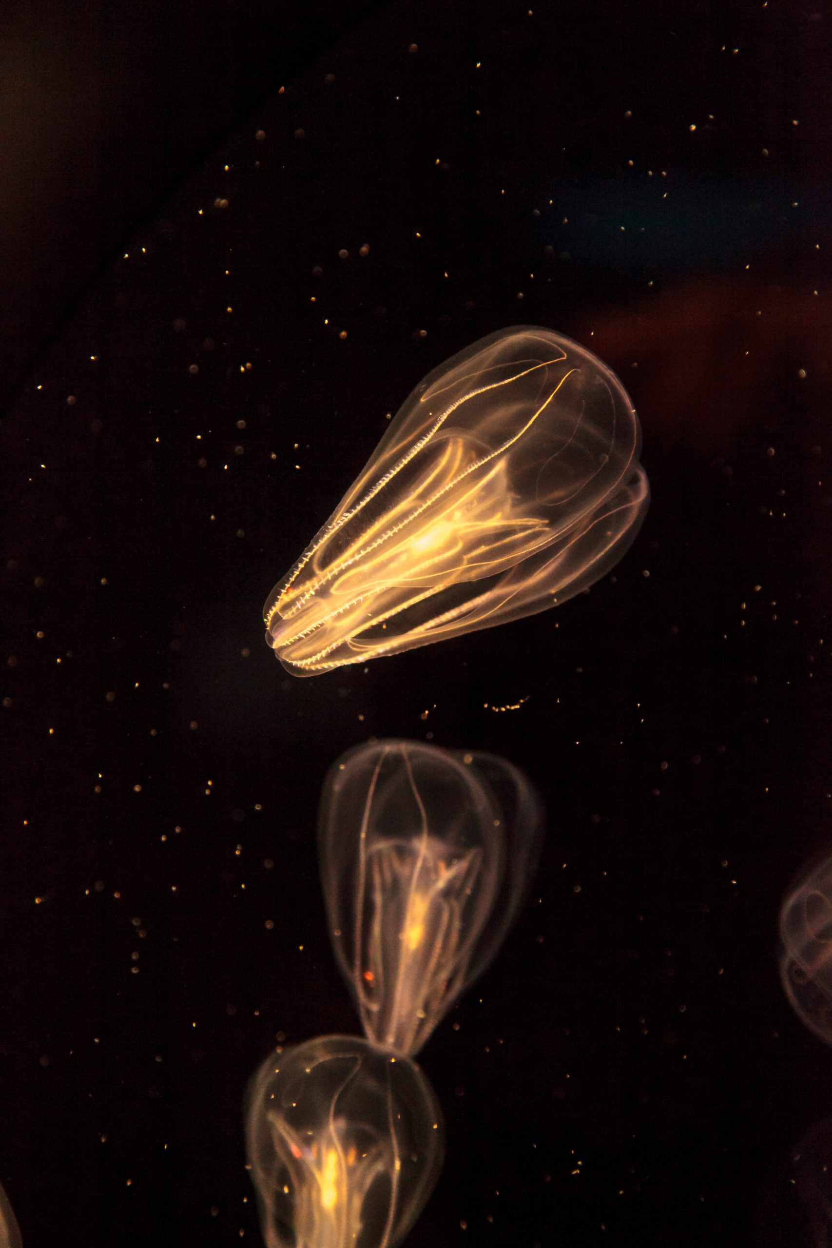 Comb,Jellyfish,Called,Phylum,Ctenophore,In,A,Saltwater,Aquarium