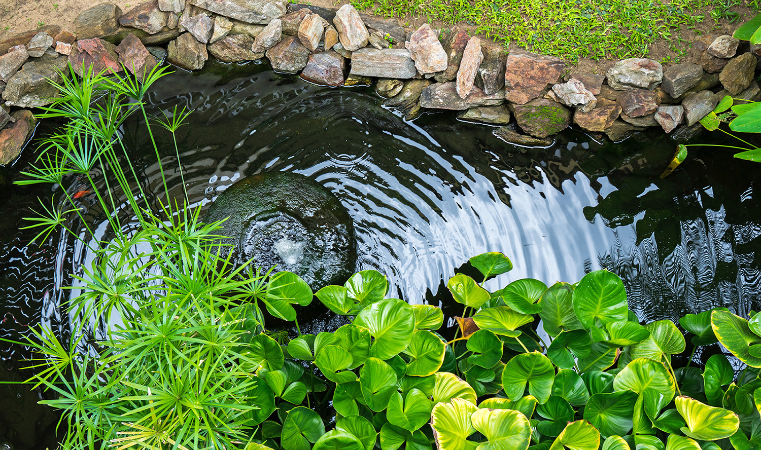 Create A Backyard Wildlife Habitat Ocala Style Magazine