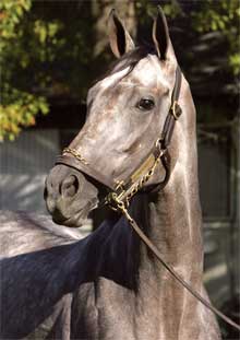 Wait A While was named the 2006 Eclipse Award champion.