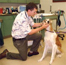 Dr. Randy Prezzano examines a drop-off patient as part of a special service for owners with tight schedules.