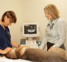 Dr. Destiny Prezzano conducts a non-invasive ultrasound exam.