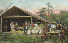 1909, packing oranges in grove, Leesburg